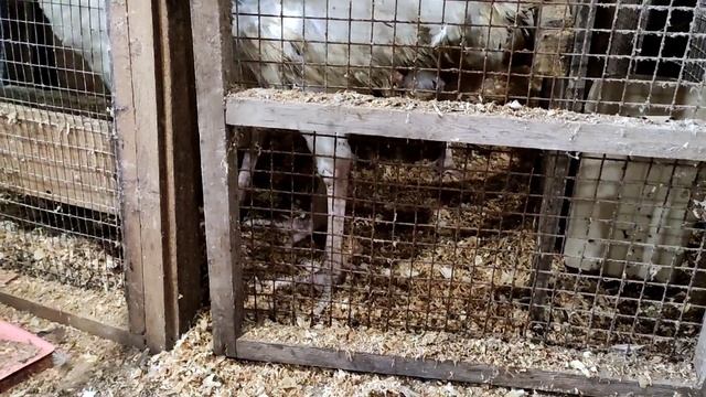 Вольер своими руками из подручных материалов. смотреть онлайн