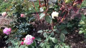 Роза Блю Мун и спасённый подарок Бенджамин Бриттен #Роза_Блю_Мун