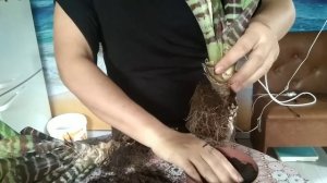 снова пересадка вриезии