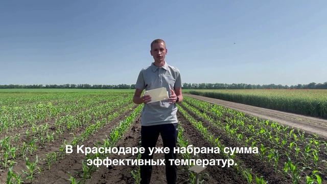Мониторинг хлопковой совки, Краснодар
