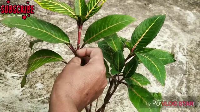 How to Grow and Care Sanchezia plant from Cutting||Care of Sanchezia Plant|Best indoor plant|| смотреть онлайн