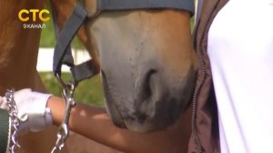 Фестиваль лошадей вятской породы