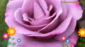 Роза чайно-гибридная Моди Блю. Краткий обзор, описание характеристик rosa Moody Blue