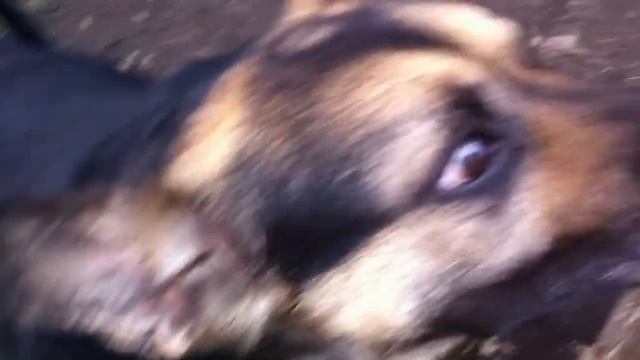 Хрюкающая собака или свинопёс смотреть онлайн