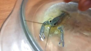 ЖИВОЙ ГОМУНКУЛ ► 90 ДНЕЙ