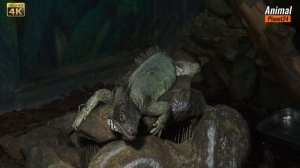 Игуана?    интересные факты о которых вы могли не знать. #животные #дикая_природа #хищники  #игуана