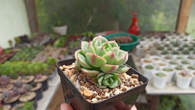 Echeveria смотреть онлайн