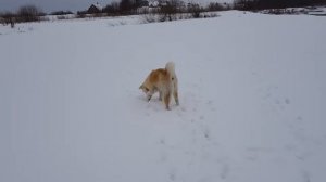 Akita inu swim in winter/ Акита ину плавает зимой