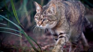 Лесной Кот - интересные факты