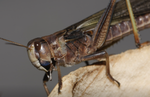 Битва за урожай: полчища саранчи угрожают посевам на юге России