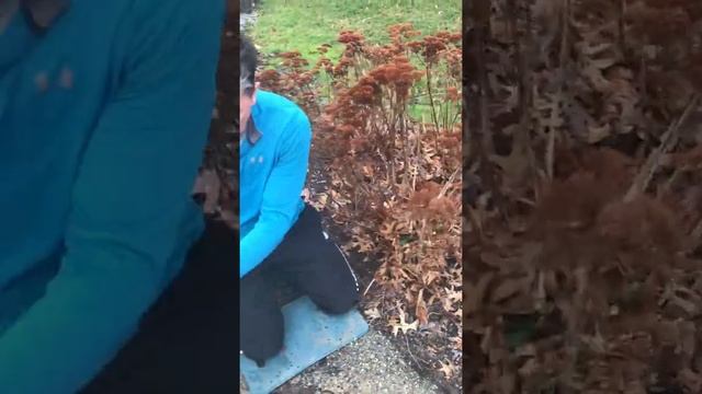 How to properly prune Sedum matrona.  Zone 5 garden tips and tricks. Garden advice from a pro!