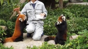 Веселые красные (малые) панды. Red Panda