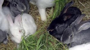 Можно ли давать кроликам рожь