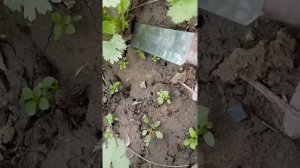 Зелень. Кинза. Как правильно срезать. Какой нож удобный