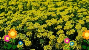 Алиссум горный Бергголд (Berggold). Краткий обзор, описание характеристик, где купить рассада