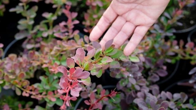 Барбарис Тунберга (Berberis Thunbergii). Барбарис обыкновенный (Bérberis Vulgáris).