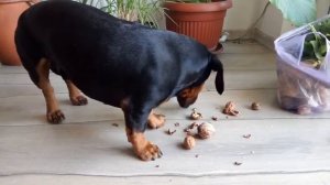 Собака обожает орехи.Чем кормить собаку? Здоровое питание .