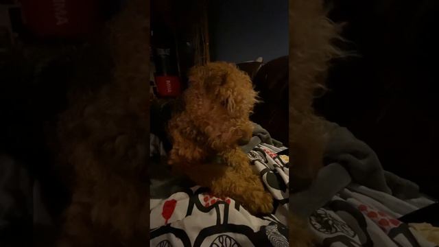 #эрдельтерьер лопает голубику 💙 смотреть онлайн