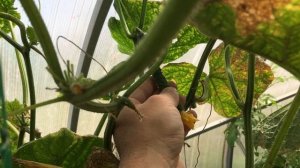 Китайские огурцы гиганты. Сад и огород