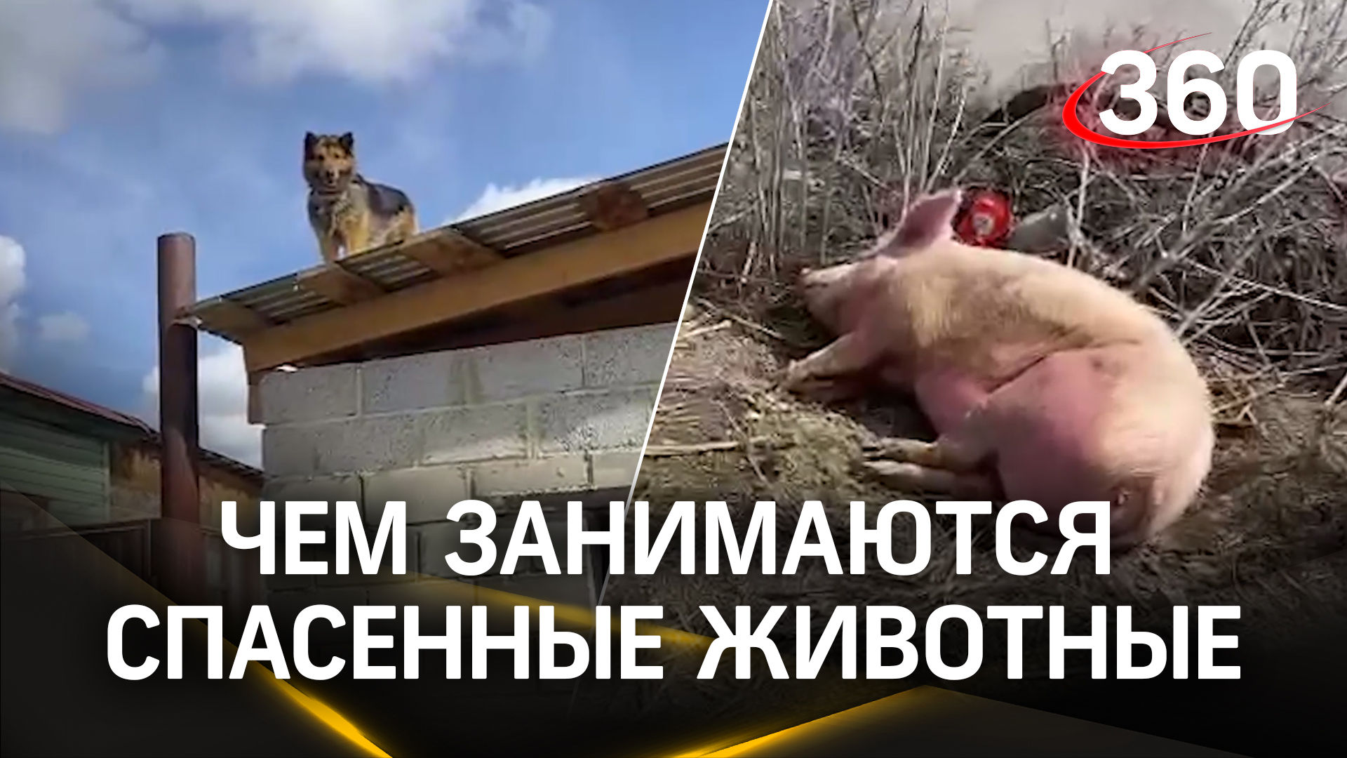 Свинья отдыхает, собаки бегают. Чем занимаются животные в подтопленном Орске и как их спасают