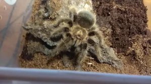 Кормление пауков птицеедов