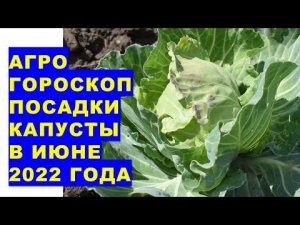 Агрогороскоп посадки капусты в июне 2022 года