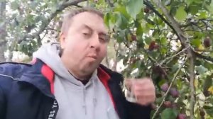 натуралистам о поздних сортах сливы