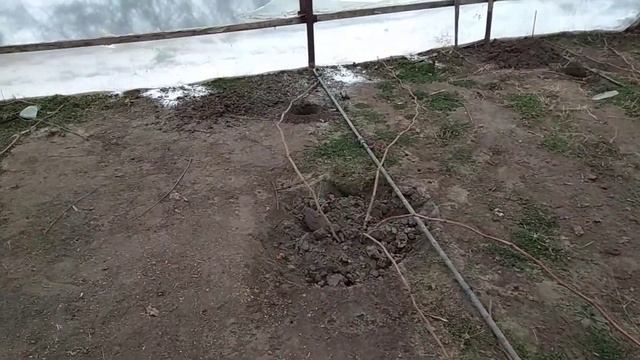 Виноград в теплице начало! Выращивание винограда в теплице первый год