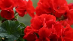 Герань или Пеларгония. Особенности и секреты ухода.