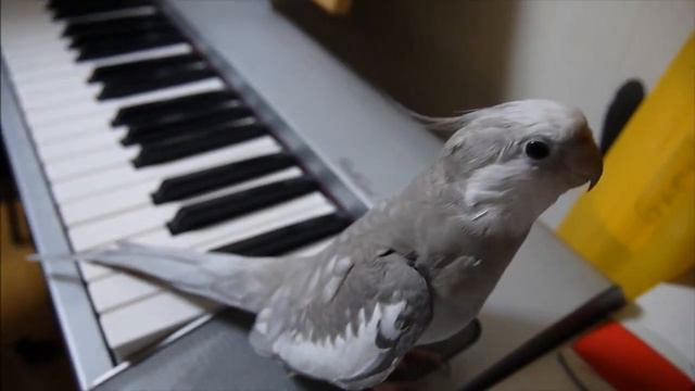 Попугай-карузо: Талантливый попугай смотреть онлайн