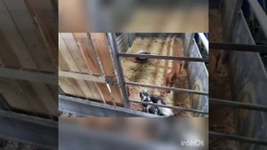 Нипельные поилки для свиней.