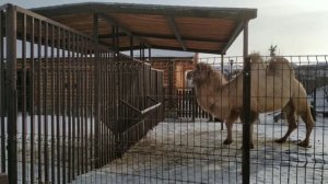 Ижевский зоопарк. Часть 5. Яки, верблюды, кофе.