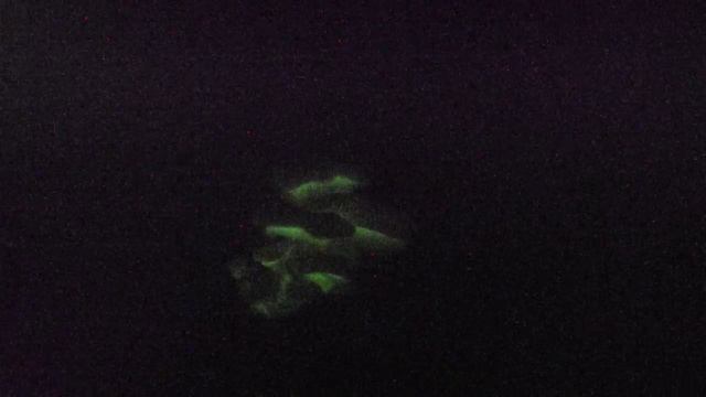 Panellus stipticus glowing. смотреть онлайн