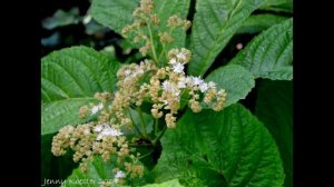 РОДЖЕРСИЯ (RODGERSIA) сем. Камнеломковые