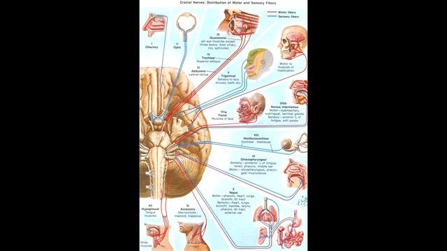 «Терапия ЛЕЧЕБНЫЙ ЗВУК AVAILSOUND® для здоровья и развития» 1 смотреть онлайн