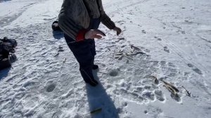 Азиатская корюшка(зубарь).Рыбалка. о.Сахалин.