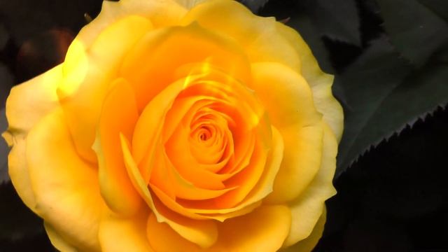 Магазин "Империя цветов". смотреть онлайн