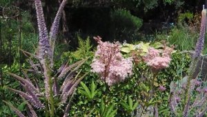Filipendula rubra ‘Venusta’