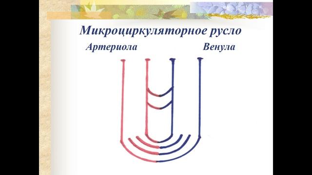 Акушерские кровотечения, часть 3 смотреть онлайн