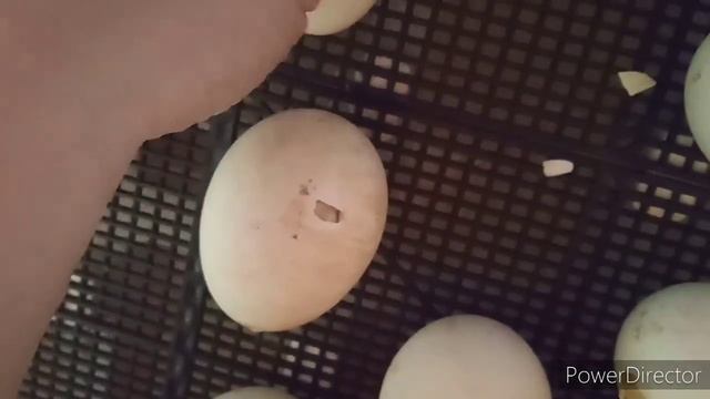 И снова вывод гусят. смотреть онлайн