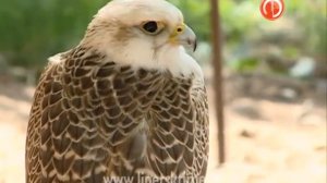 В питомнике «Галичья гора» занимаются спасени...