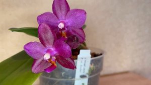 ЗАЦВЕЛА ОРХИДЕЯ ! Phal. EMBER ! Ароматный КРАСАВЧИК 😍💖