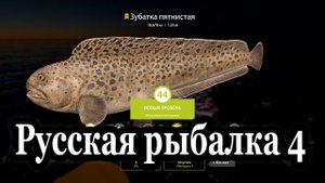 Русская рыбалка 4 Зубатка синяя и трофей