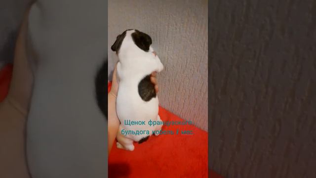 щенок в продаже #французик #бульдожка #французскийбульдог #французскийбульдог #щенкипродажа #щенки