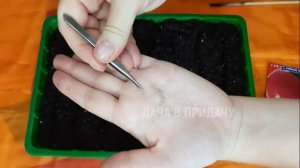 Как прорастить семена томатов на рассаду. Мой огород на балконе.