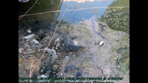 7.0.Вараны,живущие под мостиком в отеле Амбассадор Сити Джомтьен.Паттайя.Тайланд.