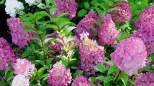 Гортензия метельчатая Сандей Фрайз /саженцы гортензии