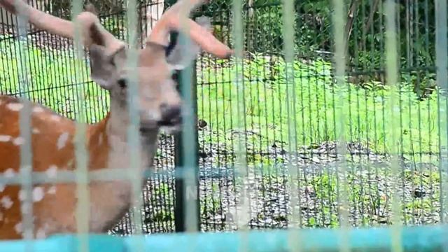 Кто обитает в вольерном комплексе экоцентра в Сочи смотреть онлайн