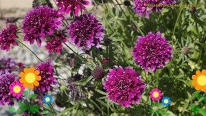 Скабиоза японская Гелато Блюберри. Краткий обзор, описание scabiosa japonica Gelato Blueberry