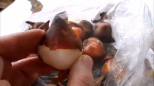 Когда и на какую глубину сажать тюльпаны. Я посадила 19 сентября на разную глубину.